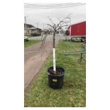 White, weeping cherry tree