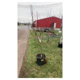 BLENHEIM apricot tree