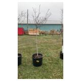 Coral burst crabapple tree