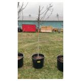 Coral burst crabapple tree