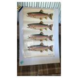 Trout poster 1950s
