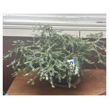 Potted plant