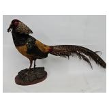 Taxidermy Golden Pheasant