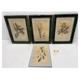 (4) Hand Colored Botanical Prints from 1800