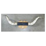 MOUNTED LONG HORNS