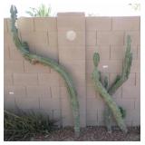 3x Assorted size totem Pole Catus