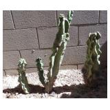 3x Assorted size Totempole Cactus