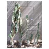 4x 3x Assorted size Totempole Cactus