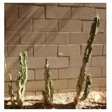 3x Assorted size Totempole Cactus