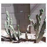 3x Assorted Size Totempole Cactus