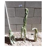 3x Assorted size Totempole Cactus