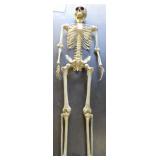 2x Halloween Skeletons 5ft Tall 2x Halloween Skeletons 5ft Tall