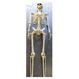 2x Halloween Skeletons 5ft Tall