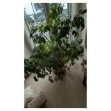 Fig Tree Plant