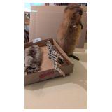 Taxidermy Beaver, Piece of Fur + Driftwood