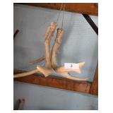 Deer Antlers