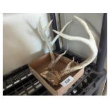 Deer Antlers