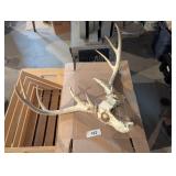 Deer Skull -**