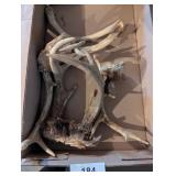 Deer Antlers