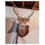 Mounted Deer Head
