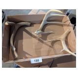 Deer Antlers