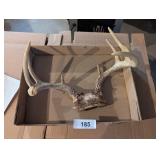 Deer Antlers