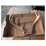 Deer Antlers