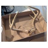 Deer Antlers