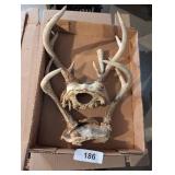 Deer Antlers