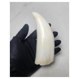 REAL Sperm Whale Tooth