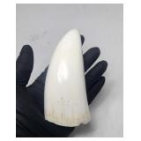 REAL Sperm Whale Tooth