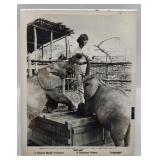 HATARI Picture Howard Hawks 8x10 Paramount Relea