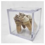 Giant Moose Tooth in Presentation Case