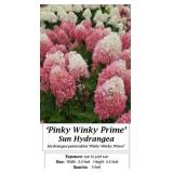 Hydrangea Sun Pinky Winky Prime