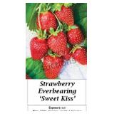 Strawberry Everbearing Sweet Kiss