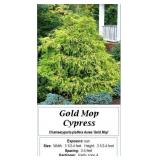 Gold Mop Cypress