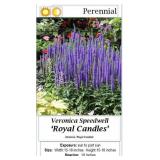 Royal Candles Blue Veronica Speedwell