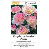 Peony Red, White & Raspberry Sundae Collection