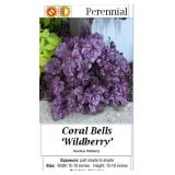 Coral Bells Wildberry