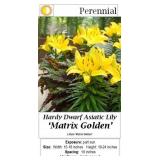 Yellow Lily Dwarf Matrix