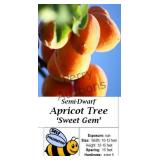 Apricot Tree Sweet Gem
