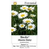 Shasta Daisy White Becky