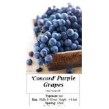 Concord Purple Grape Vine