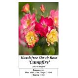 Campfire Rose Hasslefree