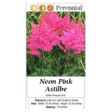Plume Flower Hot Pink Cerise Astilbe