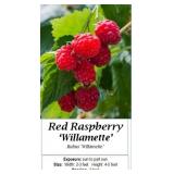 Red Raspberry Wilamette