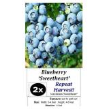 Blueberry Patch Collection