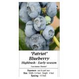 Blueberry Patriot