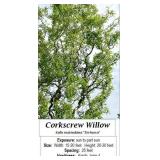 Corkscrew Willow Tree