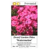 Garden Phlox Watermelon Flame